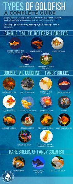 the different types of goldfish are shown in this poster, which includes information about their colors