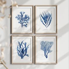 four blue seaweed prints hanging on a wall in front of a vase with flowers