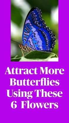 a blue butterfly with the words attract more butterflies using these 6 flowers