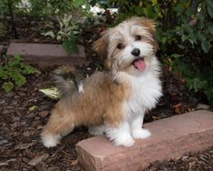 a small brown and white dog sitting on top of a stone slab next to trees