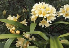 yellow flowers are blooming in the garden