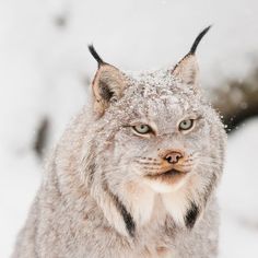 a close up of a cat with snow on it's face and eyes, looking at the camera