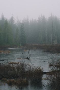 foggy swampy area with trees in the background