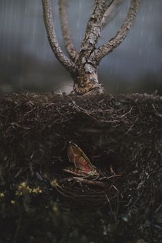 a small bird sitting on top of a nest under a tree in the middle of the rain