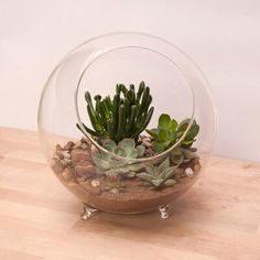 a glass bowl filled with plants on top of a wooden table