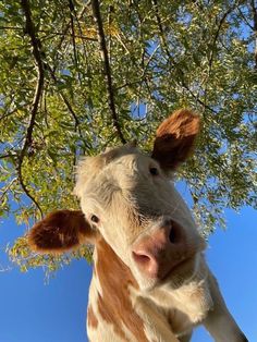 a brown and white cow standing under a tree with its head turned to the camera