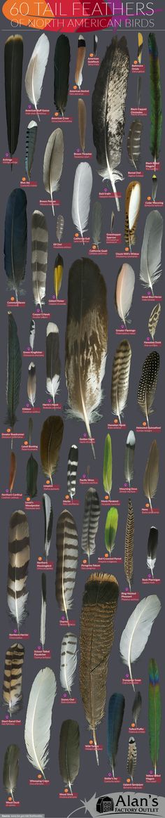 an image of many different types of feathers