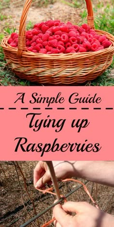 a basket full of raspberries with the words, a simple guide tying up raspberries