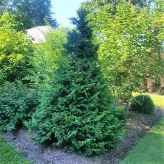 some very pretty trees in the middle of a yard with grass and bushes around them