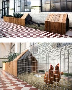 two pictures of chickens in their coops on the floor