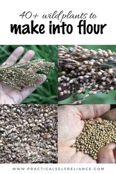 four pictures with the words 40 + wild plants to make into flour