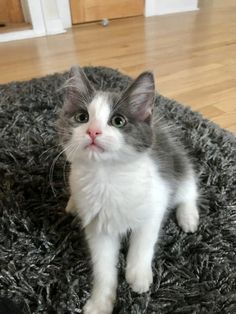 a gray and white cat sitting on top of a rug