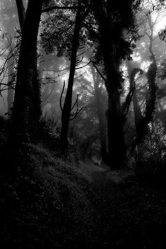 black and white photograph of trees in the foggy forest with light coming through them