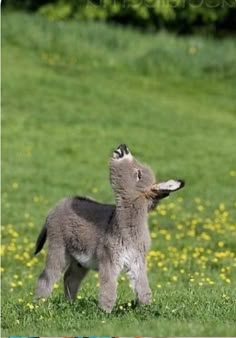 a small gray dog standing on top of a lush green field