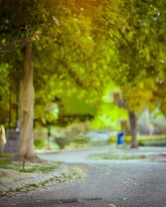 a bird is standing on the sidewalk near some trees