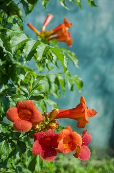 an orange and red flower with green leaves in the foreground on a sunny day