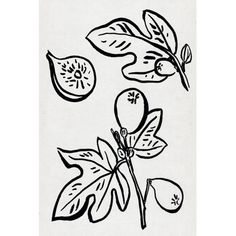 an ink drawing of leaves and flowers