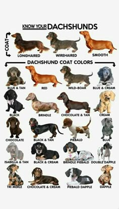 an image of dachshund dogs with their names in english and german words