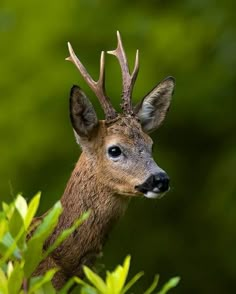 a close up of a deer with antlers on it's head and bushes in the foreground