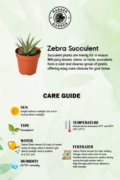 an info sheet describing the different types of plants and how they are used to care for them