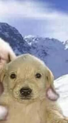 two dogs are playing with each other in front of snow covered mountains and blue sky