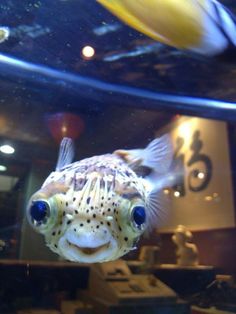 a close up of a fish in a tank