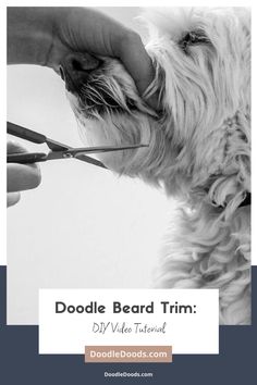 a dog getting his hair cut by a person with scissors in front of him and the words doodle beard trim on it