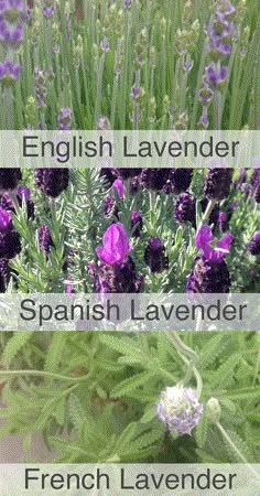 the words english lavender and spanish lavender are shown