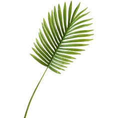 a close up of a green leaf on a white background