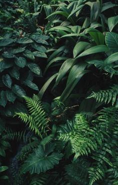 many green plants are growing in the woods