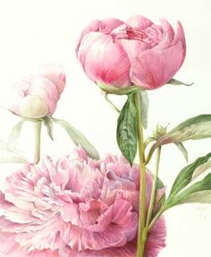 a painting of pink flowers on a white background