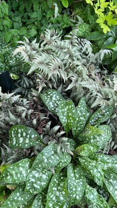 close up of foliage plants in various shapes and textures Japanese Forest, Corner Garden, Fine Gardening, Japanese Maple, Hardy Plants, Garden Tours, Garden Photos