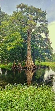 a large tree sitting in the middle of a lake surrounded by lush green grass and trees