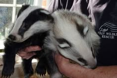 a person holding two baby badgers in their hands while another holds them close to the camera