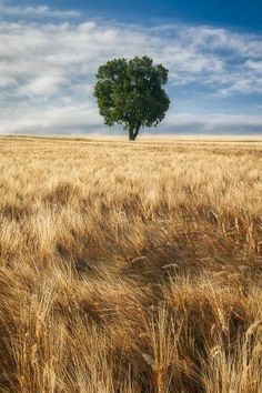 a lone tree in the middle of a wheat field