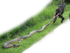 Snake Facts, Long Pictures, Rainforest Animals, Scary Gif, Big Animals, Unbelievable Facts