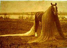 a horse with long hair standing in the grass