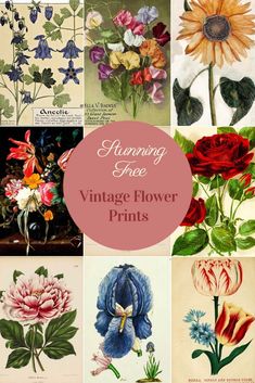 an image of vintage flower prints with text overlaying the top that reads,'antique flower prints '