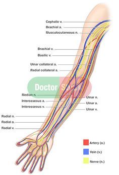 the anatomy of the arm and hand with labels on it, labeled in different colors