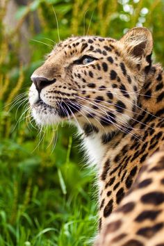 a close up of a cheetah's face with grass in the background