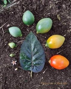 several different types of fruits and vegetables laying on the ground next to each other in dirt