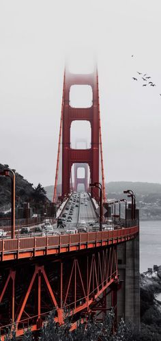 the golden gate bridge is surrounded by seagulls flying over it and birds in the sky