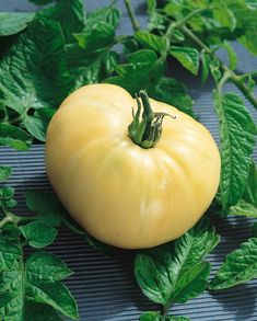 a yellow tomato sitting on top of green leaves