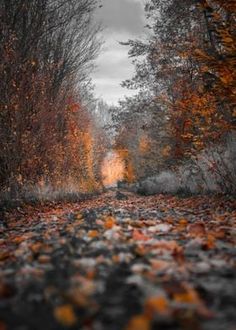 an empty road surrounded by trees with leaves on the ground