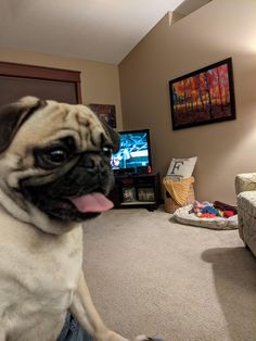 a pug dog sitting in the middle of a living room with his tongue hanging out