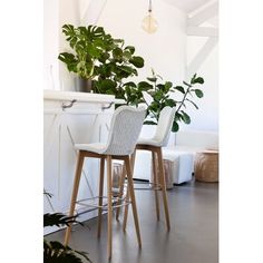 two stools in front of a plant on a counter top next to a bar