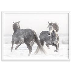 two grey horses running in the snow with their heads turned to look like they are galloping