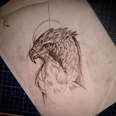 a pencil drawing of an eagle on paper