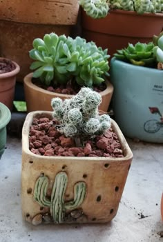 several potted plants are sitting on the ground in front of pots with succulents