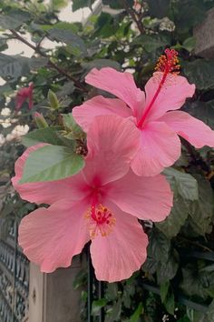 two pink flowers are blooming on a tree